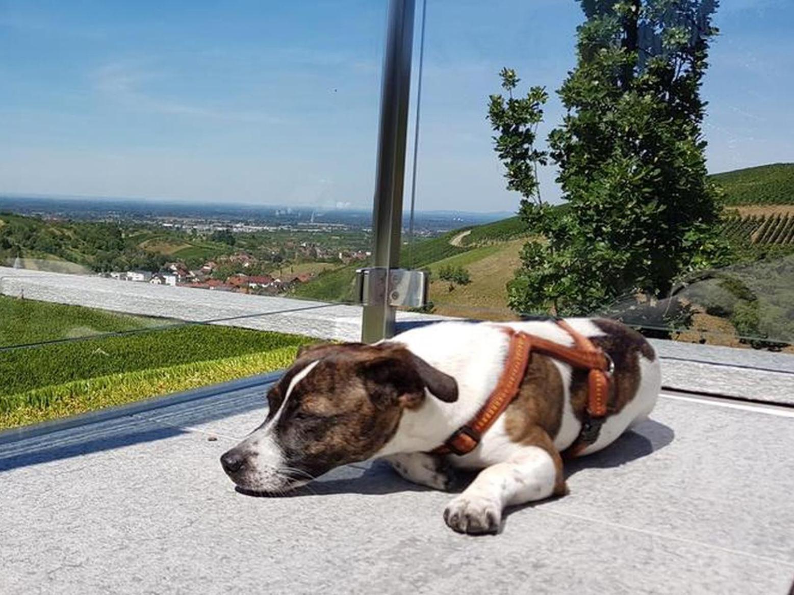 Ferienhaus Mit Panoramablick Bühlertal Exterior foto